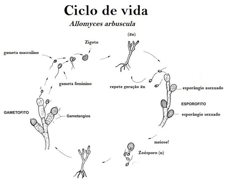 Представитель Семейства Blastocladiaceae